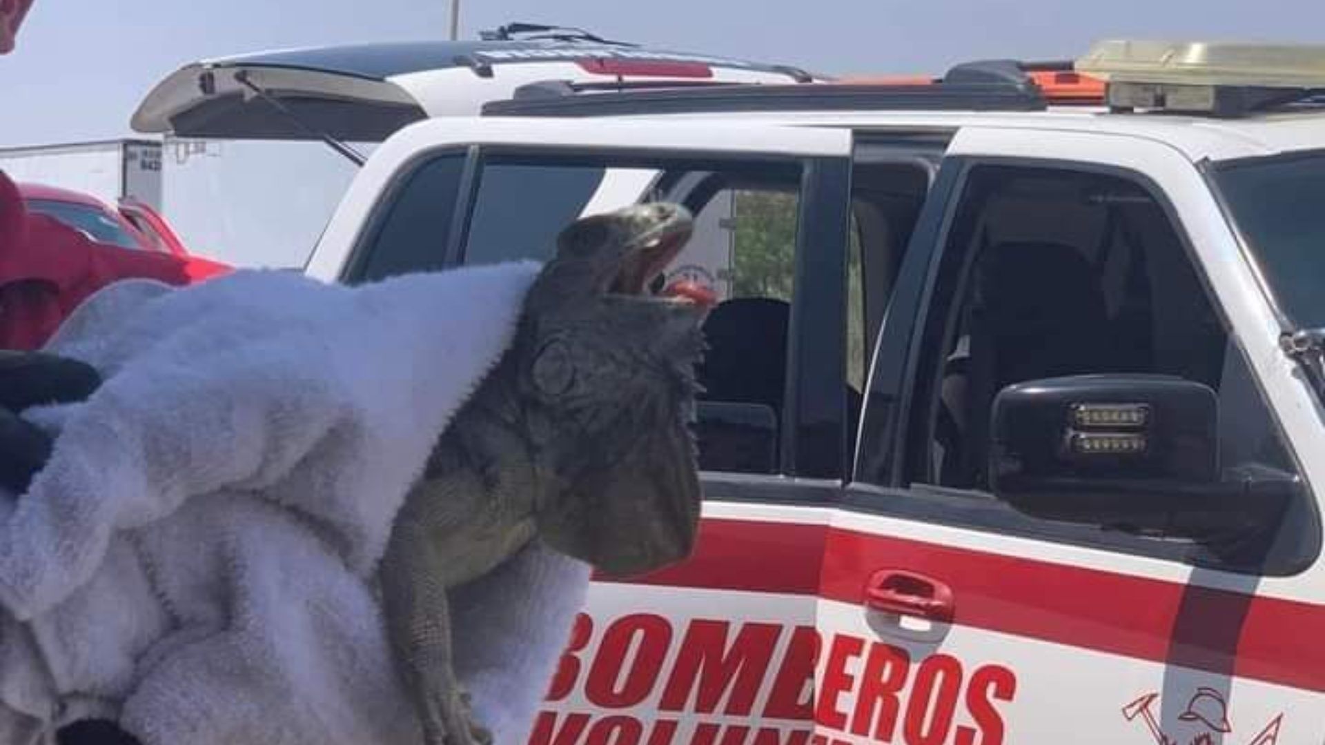 Salvan a Iguana Deambulando Bajo el Extremo Calor por los Vecindarios