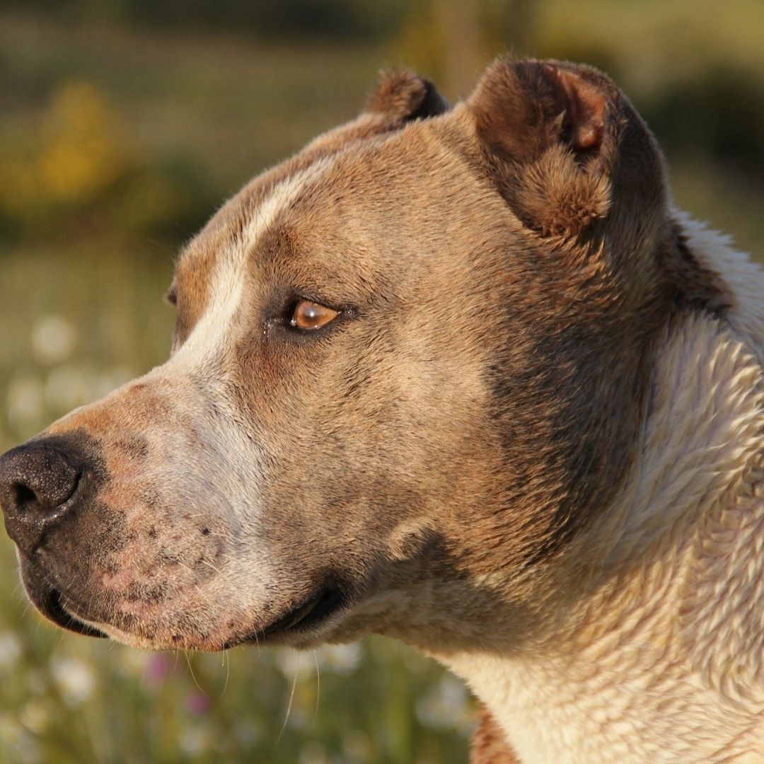 Hombre Mata a Hachazos a Pitbull que Mordió a su Sobrinita