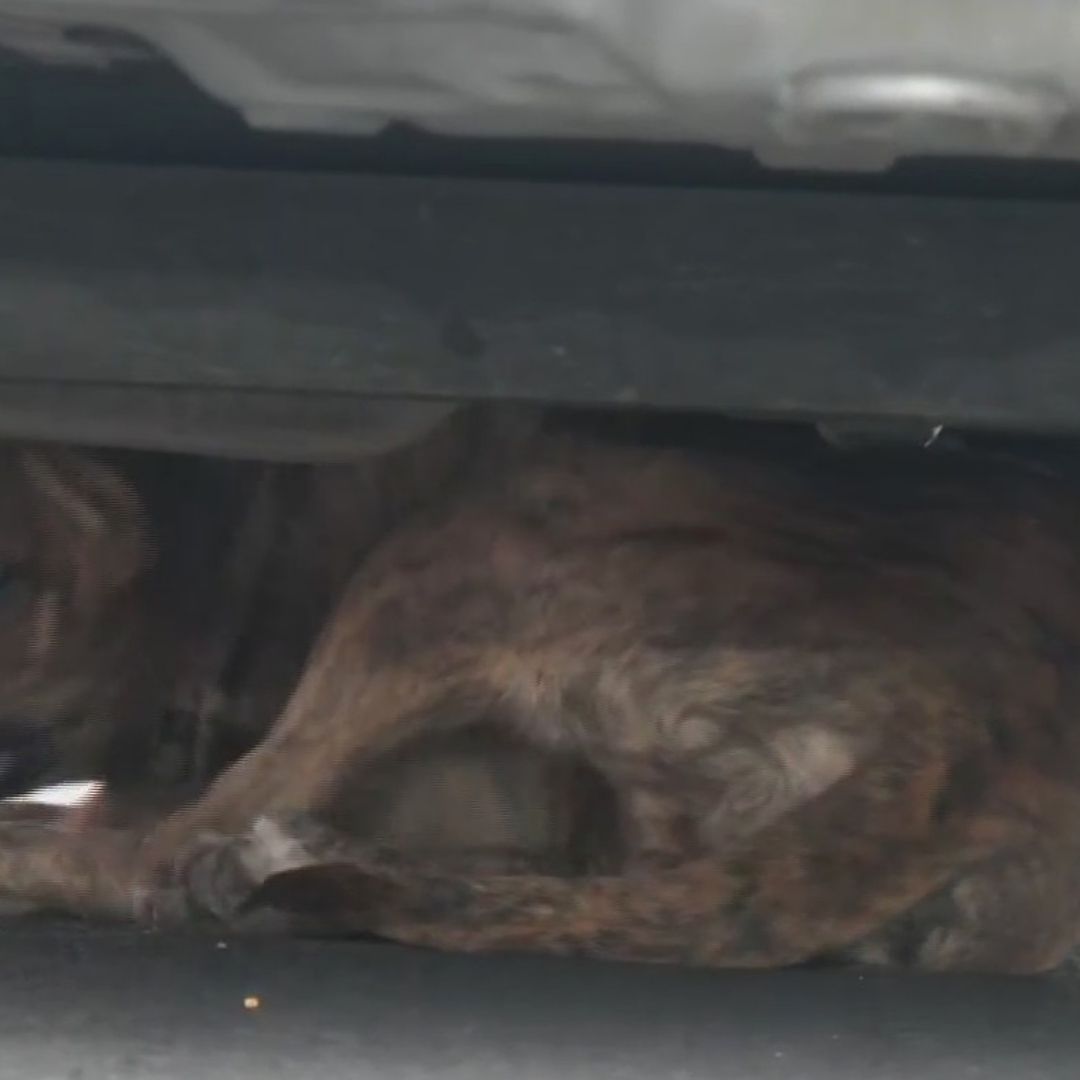 Perrita Lulú debajo de un auto cuando fue rescatada en el Viaducto Miguel Alemán