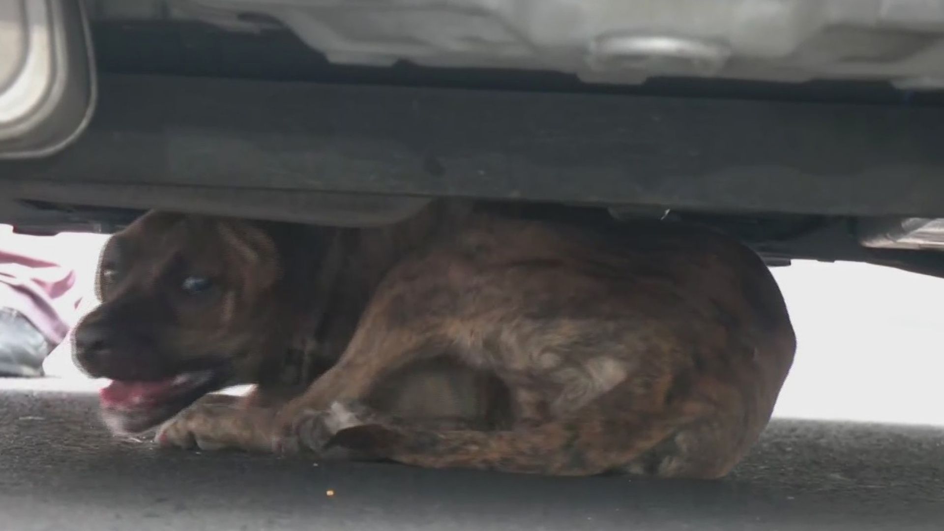 Perrita Lulú debajo de un auto cuando fue rescatada en el Viaducto Miguel Alemán