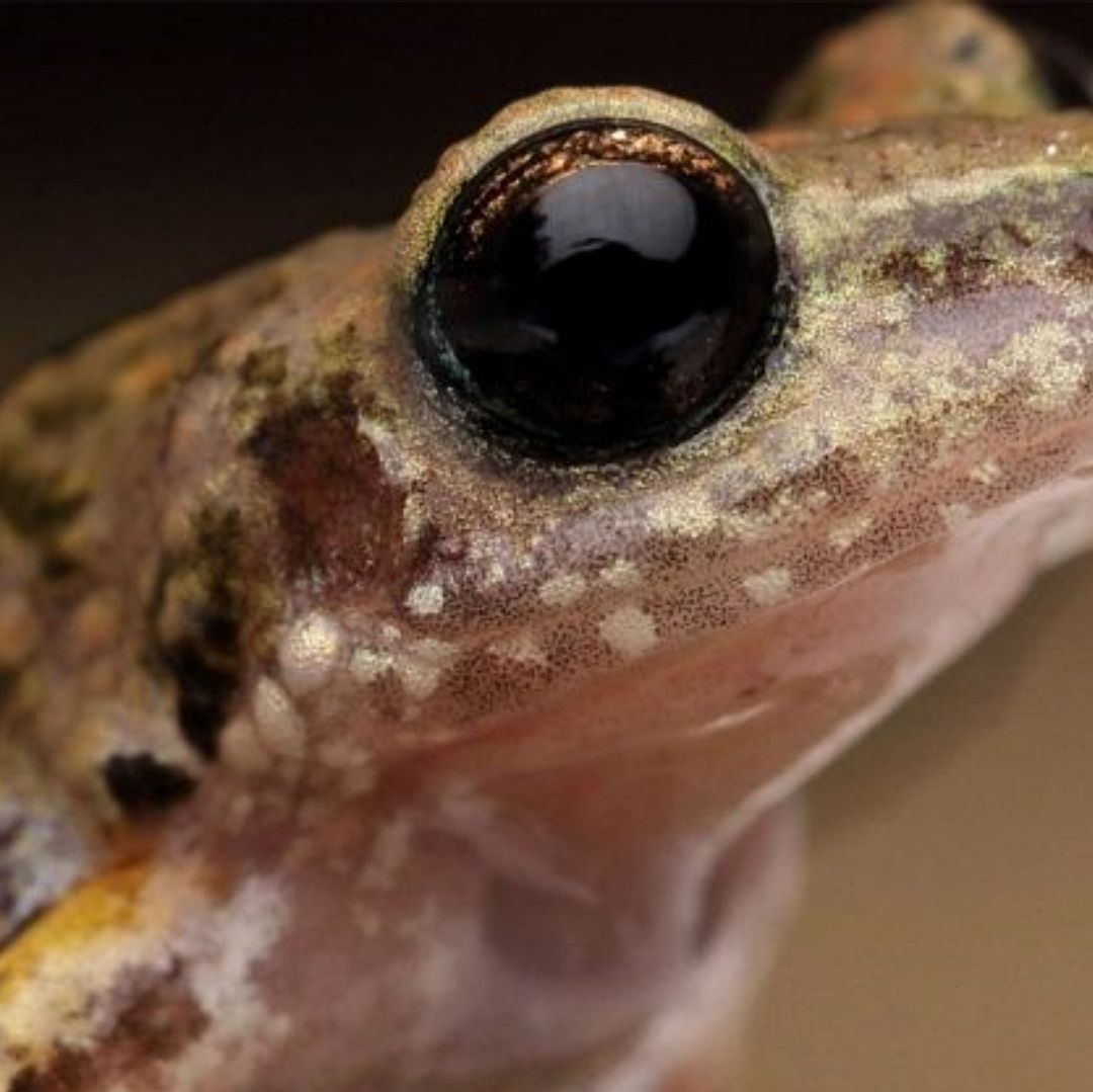 ¡Visita Inesperada! Registran Especie de Rana Nunca Antes Vista en CDMX