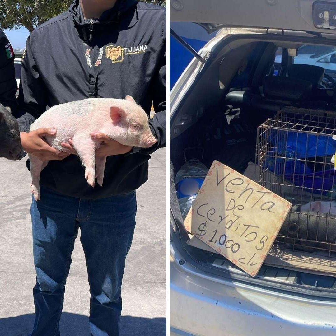 Rescatan a Dos Cerditos que Vendían Ilegalmente en Vía Pública en Tijuana