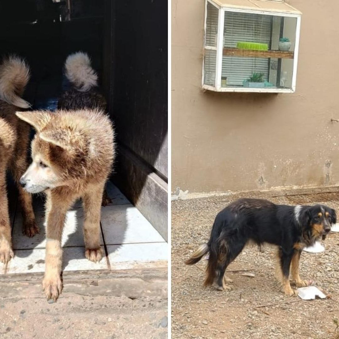 Rescatan Cuatro Perros Akita y Un Criollo en Condiciones de Abandono en Ensenada