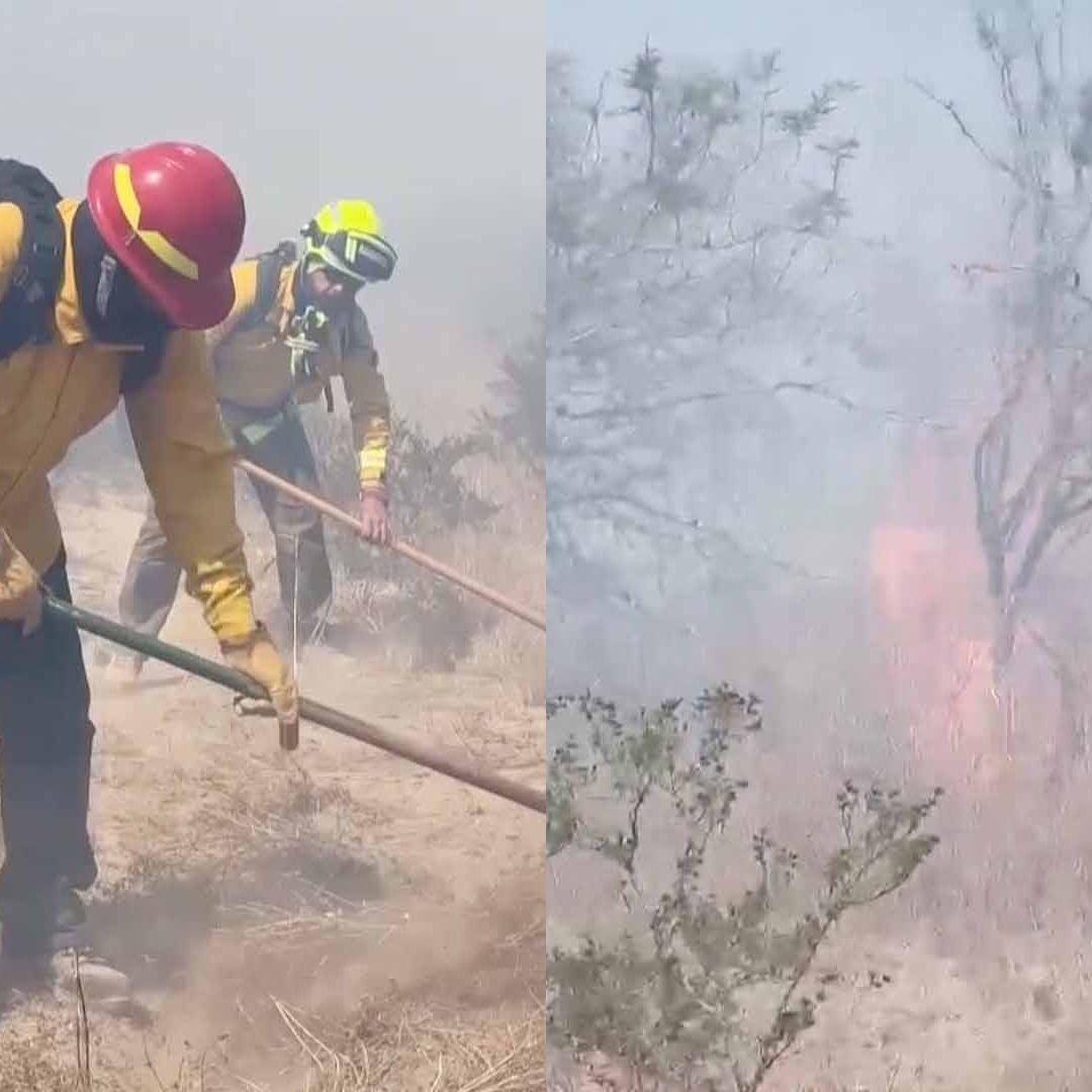 Inician Trabajos de Reforestación de Áreas Afectadas por Incendios en Tamaulipas