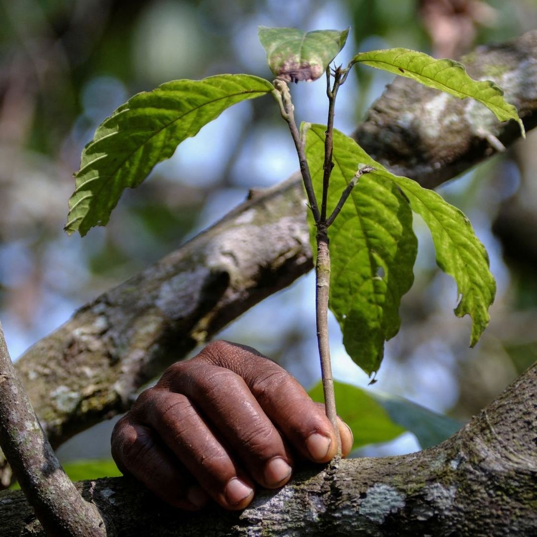 Aprueban Cambiar Nombres de Plantas por Considerarlas con un Término Racista
