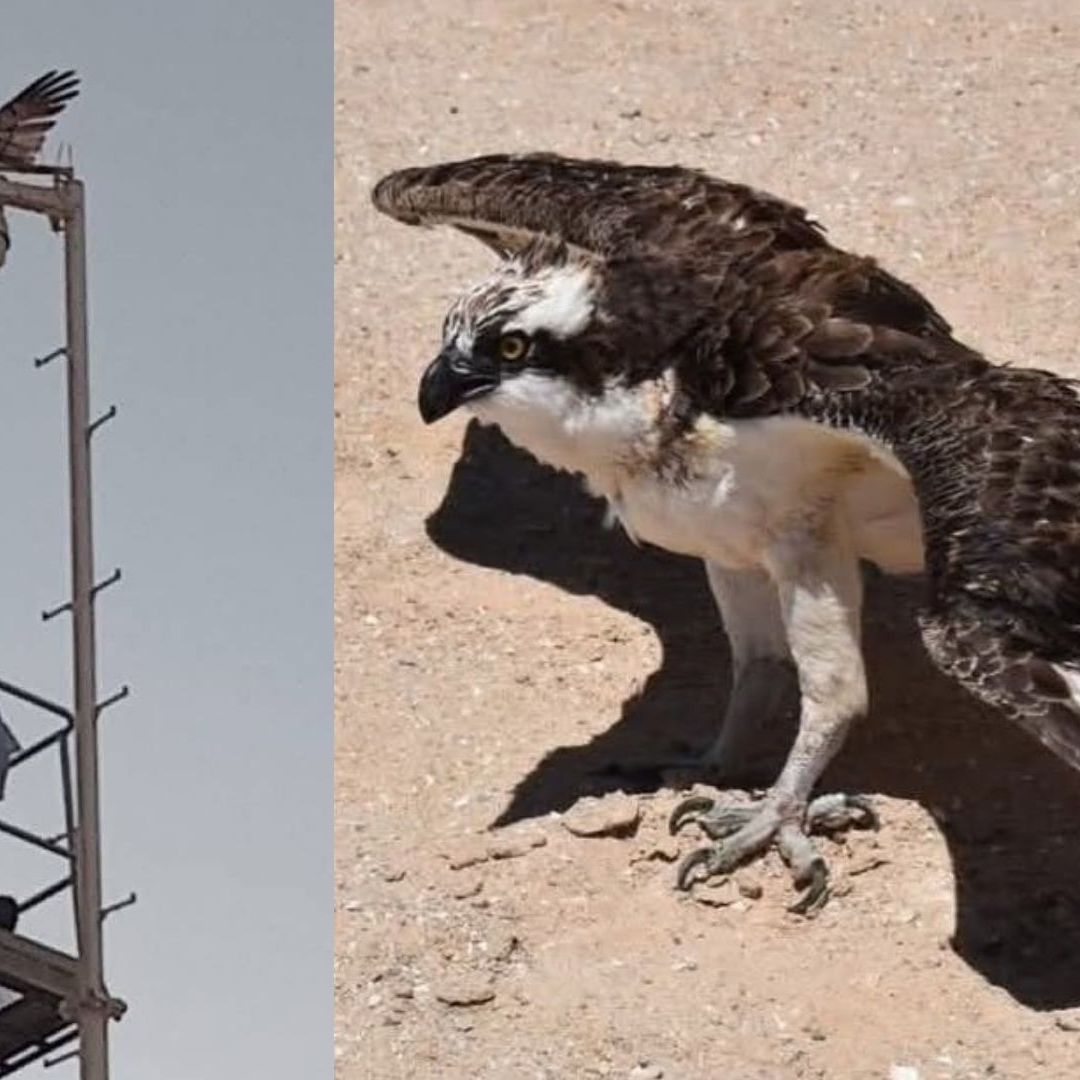 Rescatan a Águila Pescadora Atrapada en Cámara de Vigilancia del C5 en Puerto Peñasco, Sonora