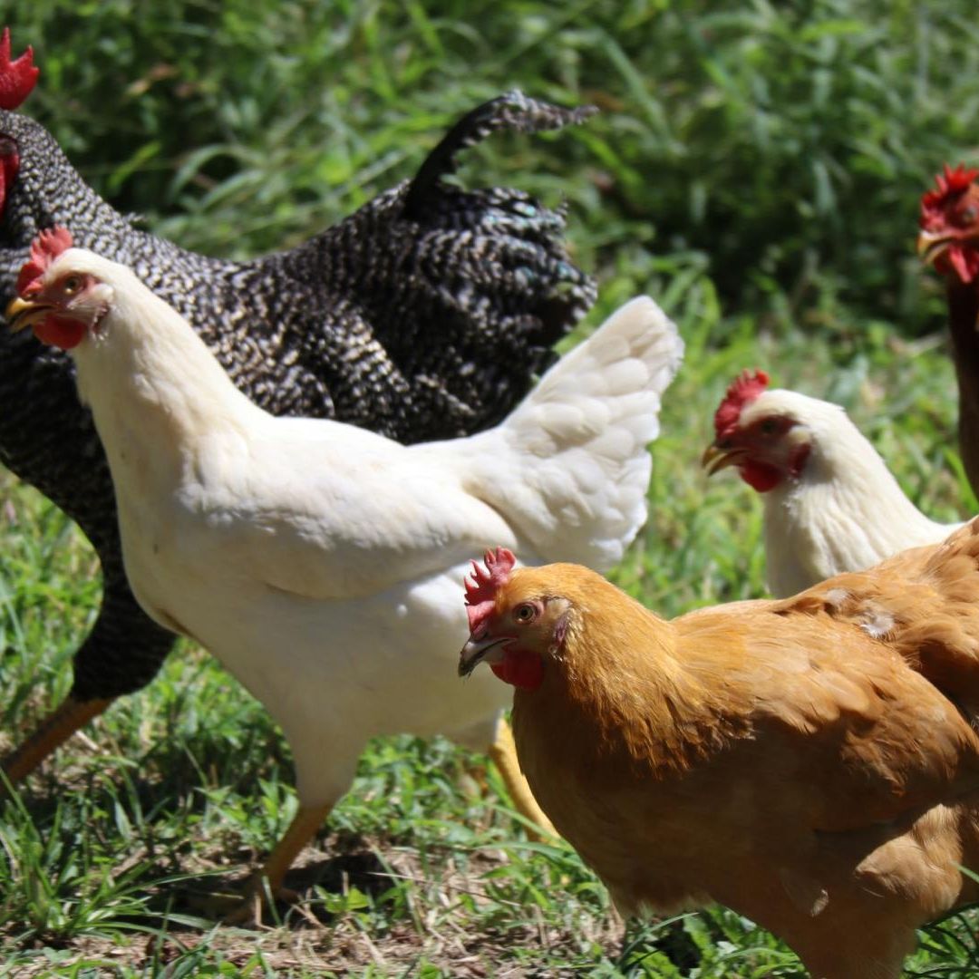 Un sujeto murió acuchillado por discutir si fue primero el huevo o la gallina.