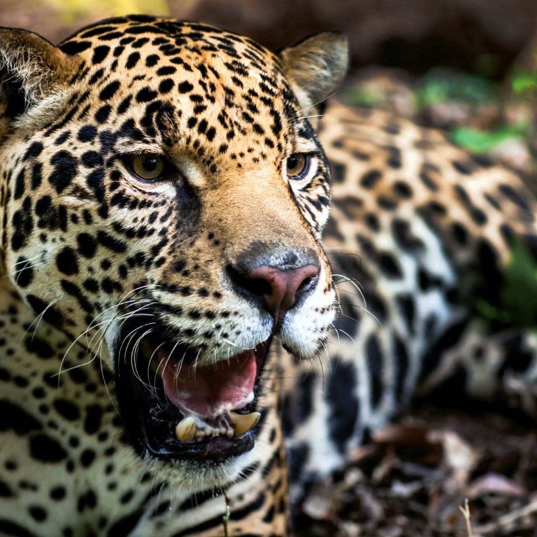A través de X, varios usuarios mostraron su malestar con las imágenes en donde resaltaron su indignación por la caza de estos animales en peligro de extinción.