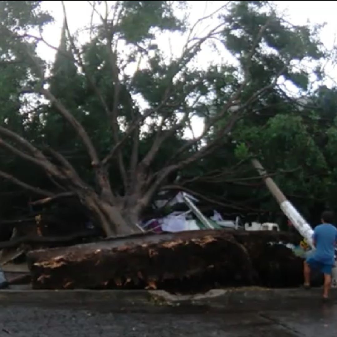 Árbol cae sobre puesto de florista en Zapopan