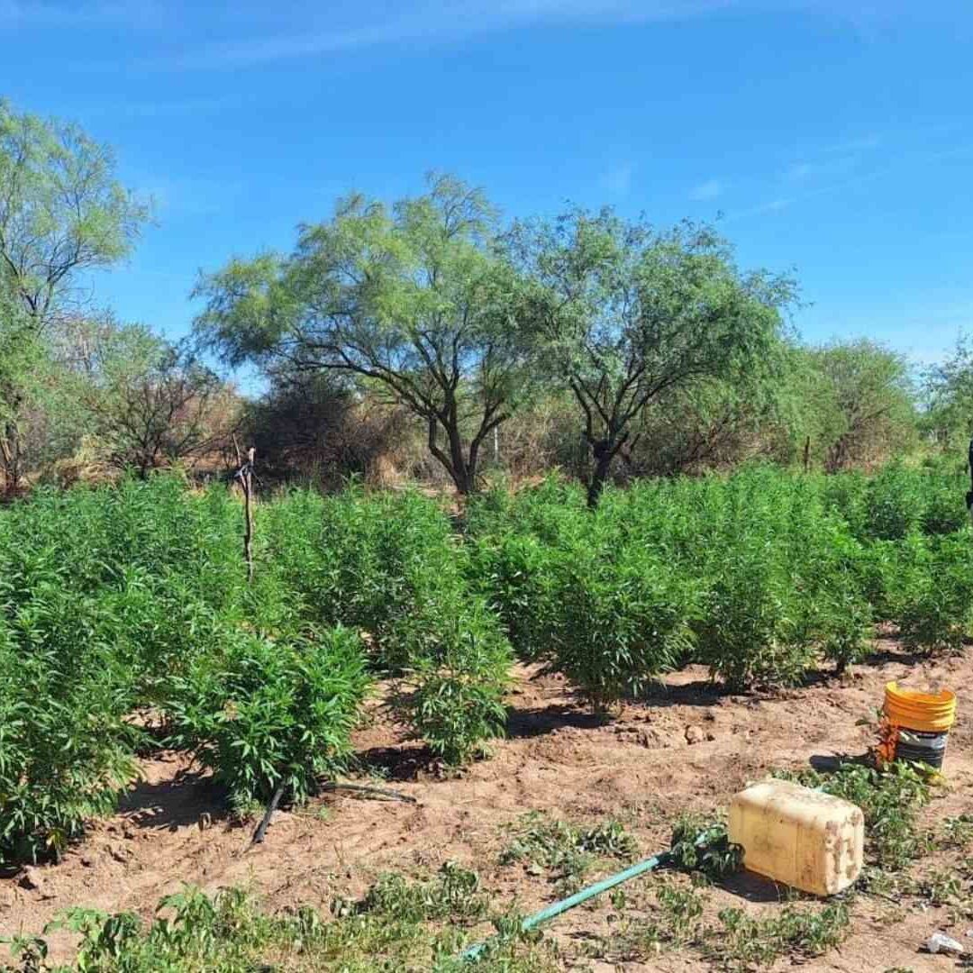 Aseguran Plantío de Marihuana en Magdalena de Kino, Sonora; Detienen al Encargado del Riego