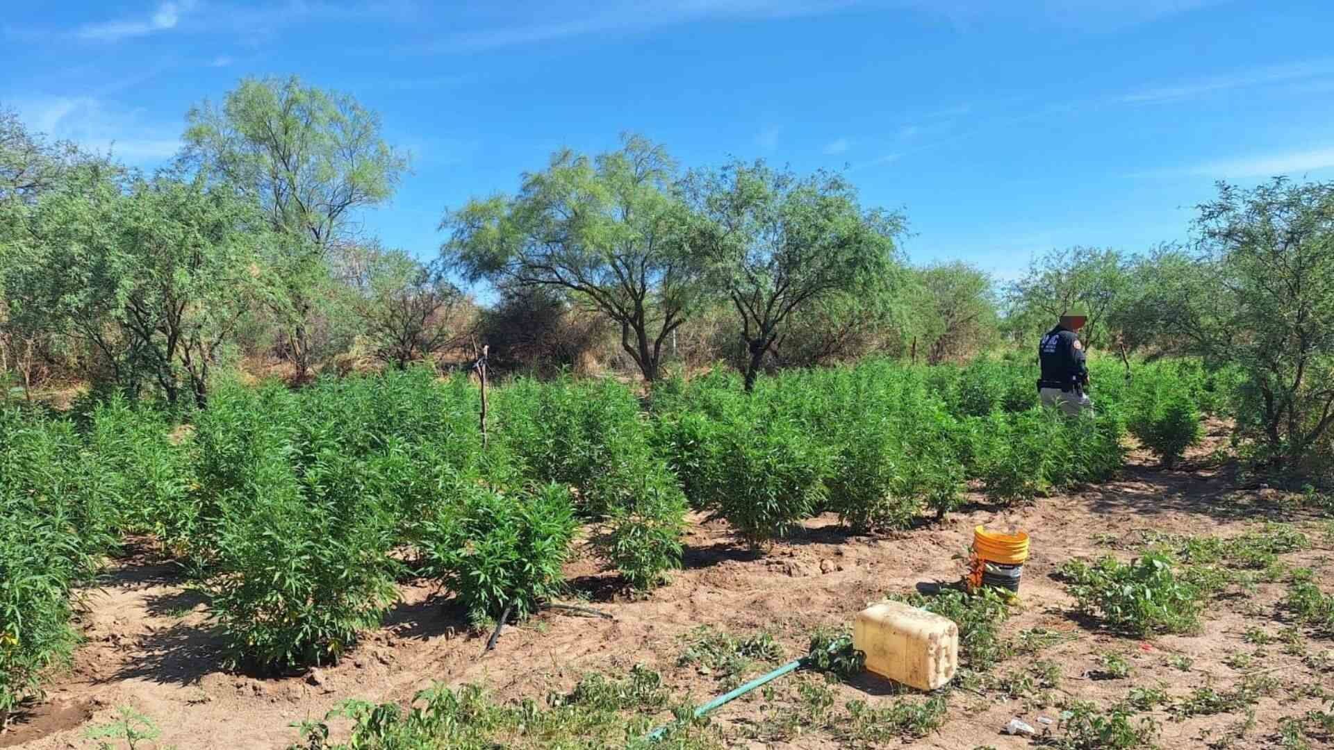 Aseguran Plantío de Marihuana en Magdalena de Kino, Sonora; Detienen al Encargado del Riego