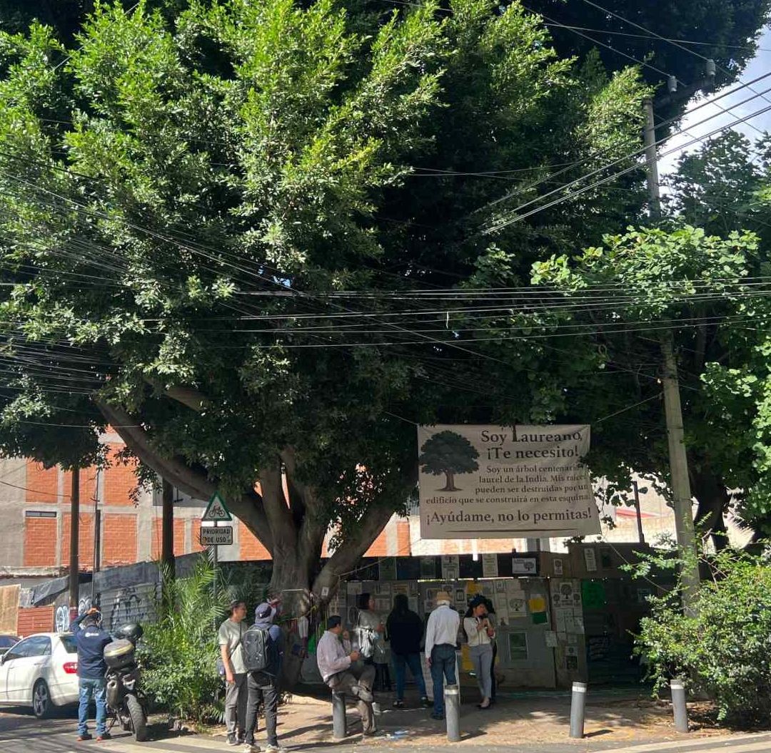 Protección para "Laureano" y "Viejo del Agua": Árboles Son Patrimonio Natural de CDMX