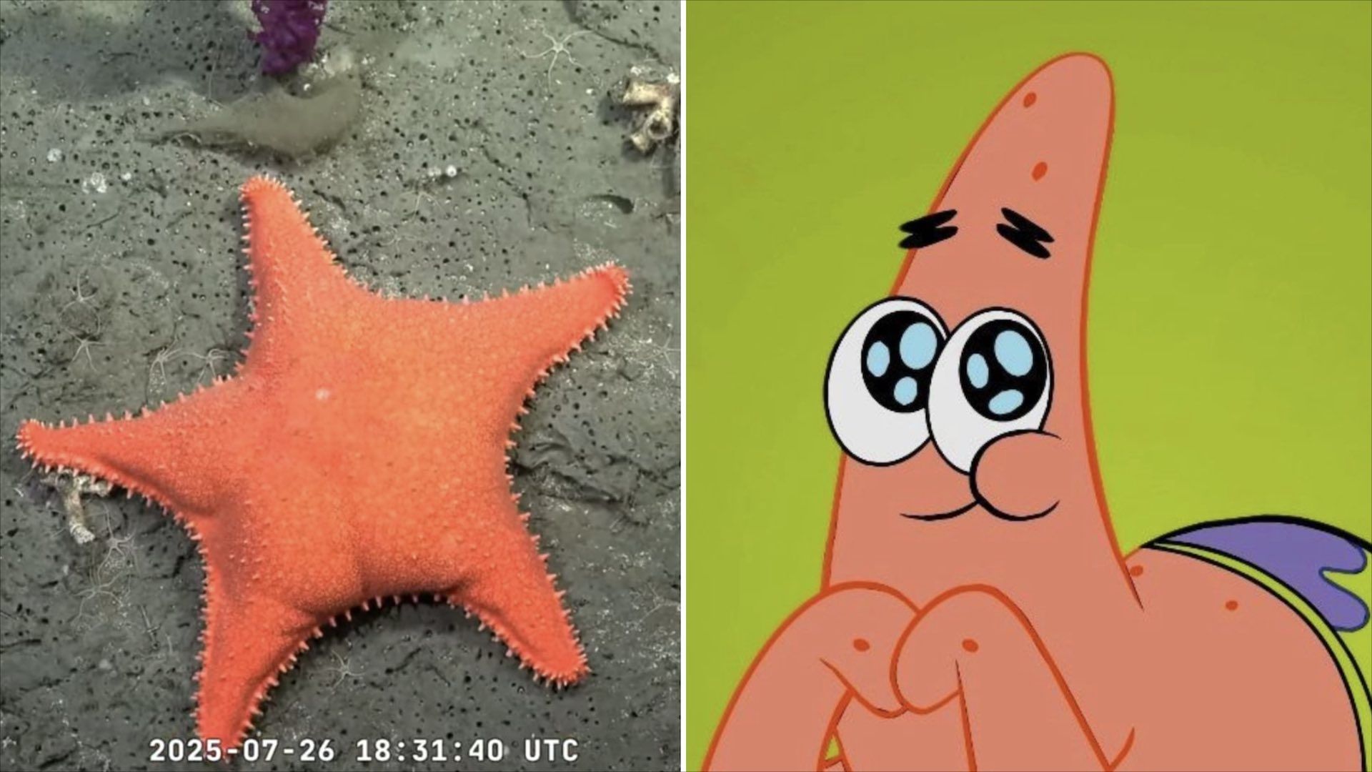 Científicos argentinos hallan a Patricio Estrella al fondo del mar