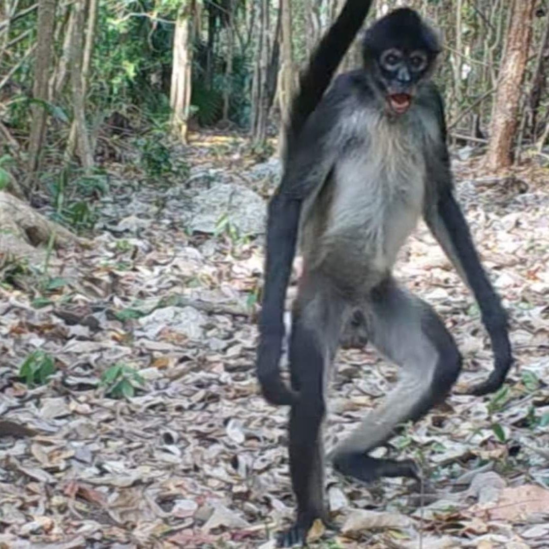 Intrigan Misteriosos Monos Arañas que Caminan Erguidos en Puerto Morelos, Quintana Roo