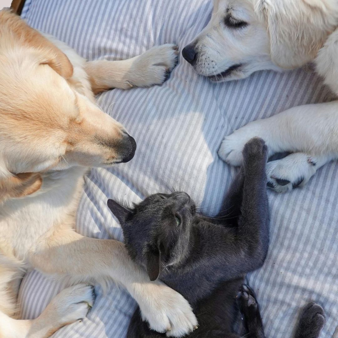 ¿Cómo Cuidar a Mis Mascotas de la Onda de Calor? Pronostican Temperatura de Hasta 48ºC en Sonora