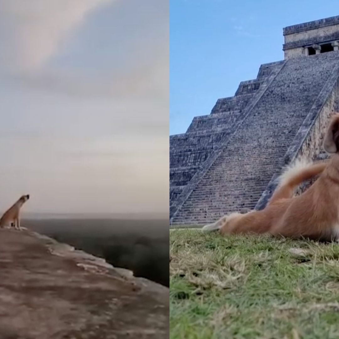 Perro Guardian Sube Cima Pirámide Dios Kukulkán Chichén itzá y Aúlla Hacia el Cielo