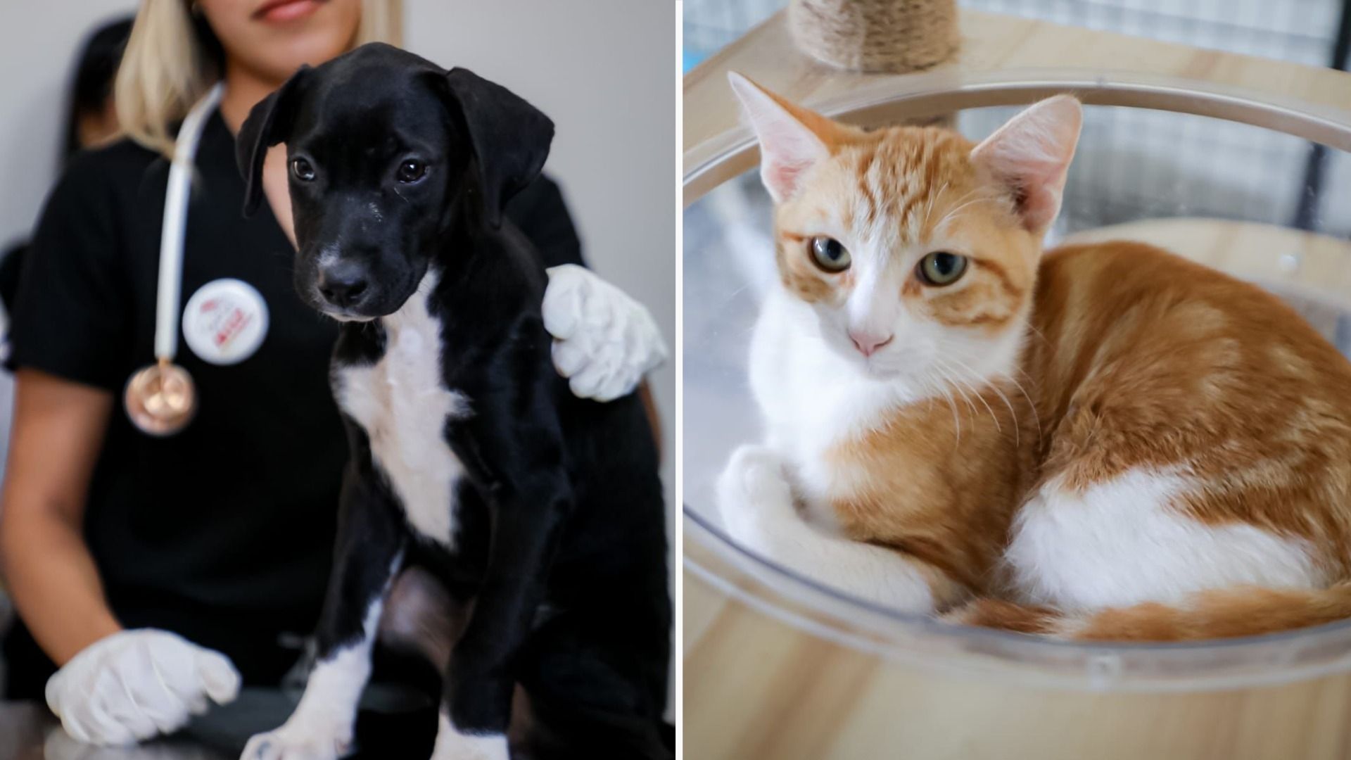 ¿Cómo Adoptar a Mascotas Rescatadas del Santuario Milly en Mexicali?