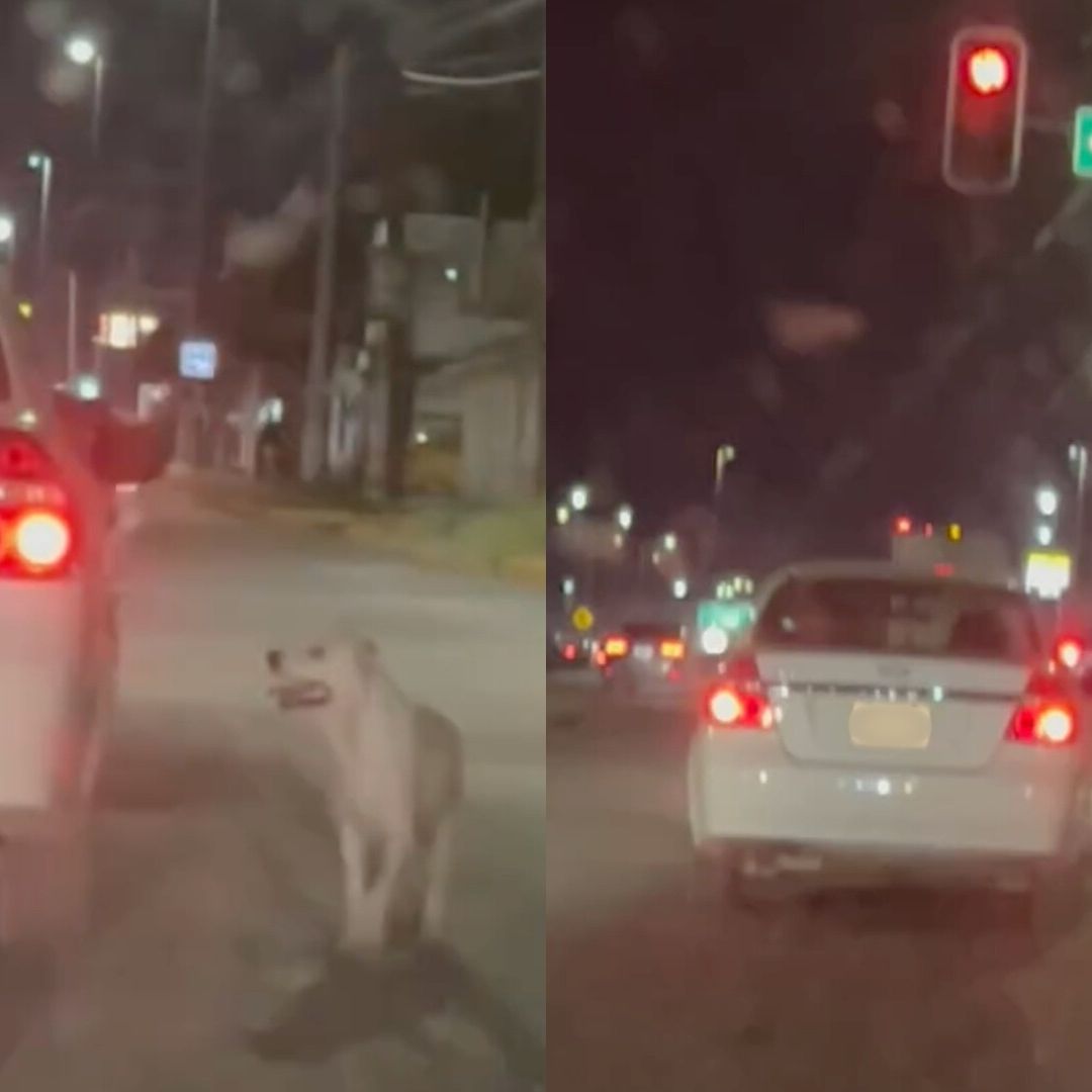 Abandonan a perro en Saltillo