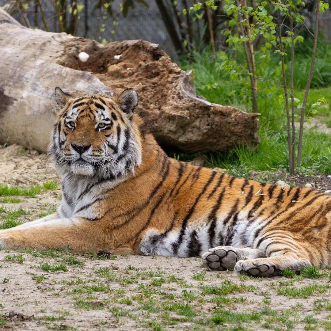 ¡Polémica en Dinamarca! Zoológico Pide Donación de Mascotas para Alimentar a Tigres y Leones