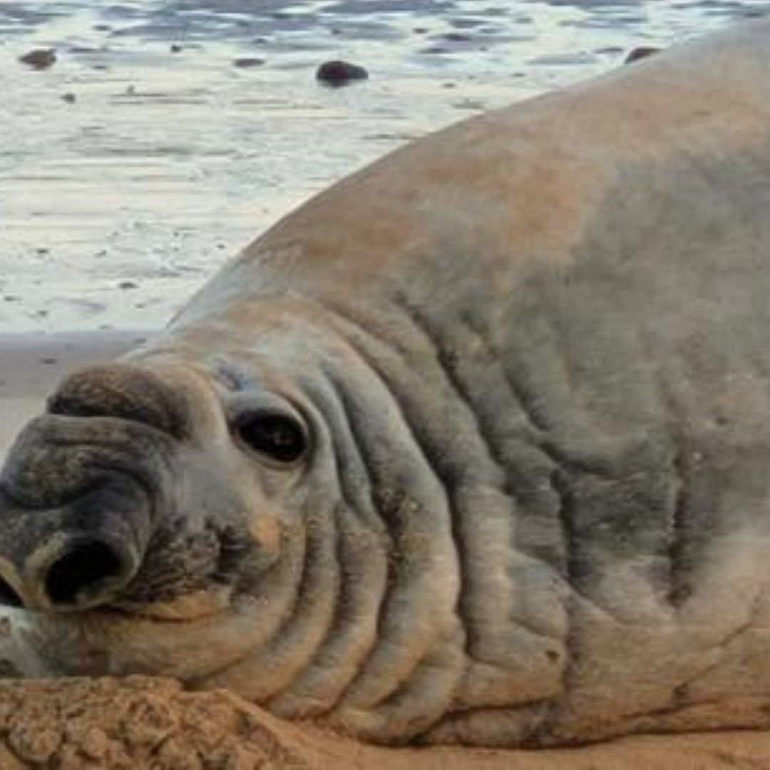 Panchito Cortés, El Elefante Marino Que Cada Año Visita las Costas de Baja California