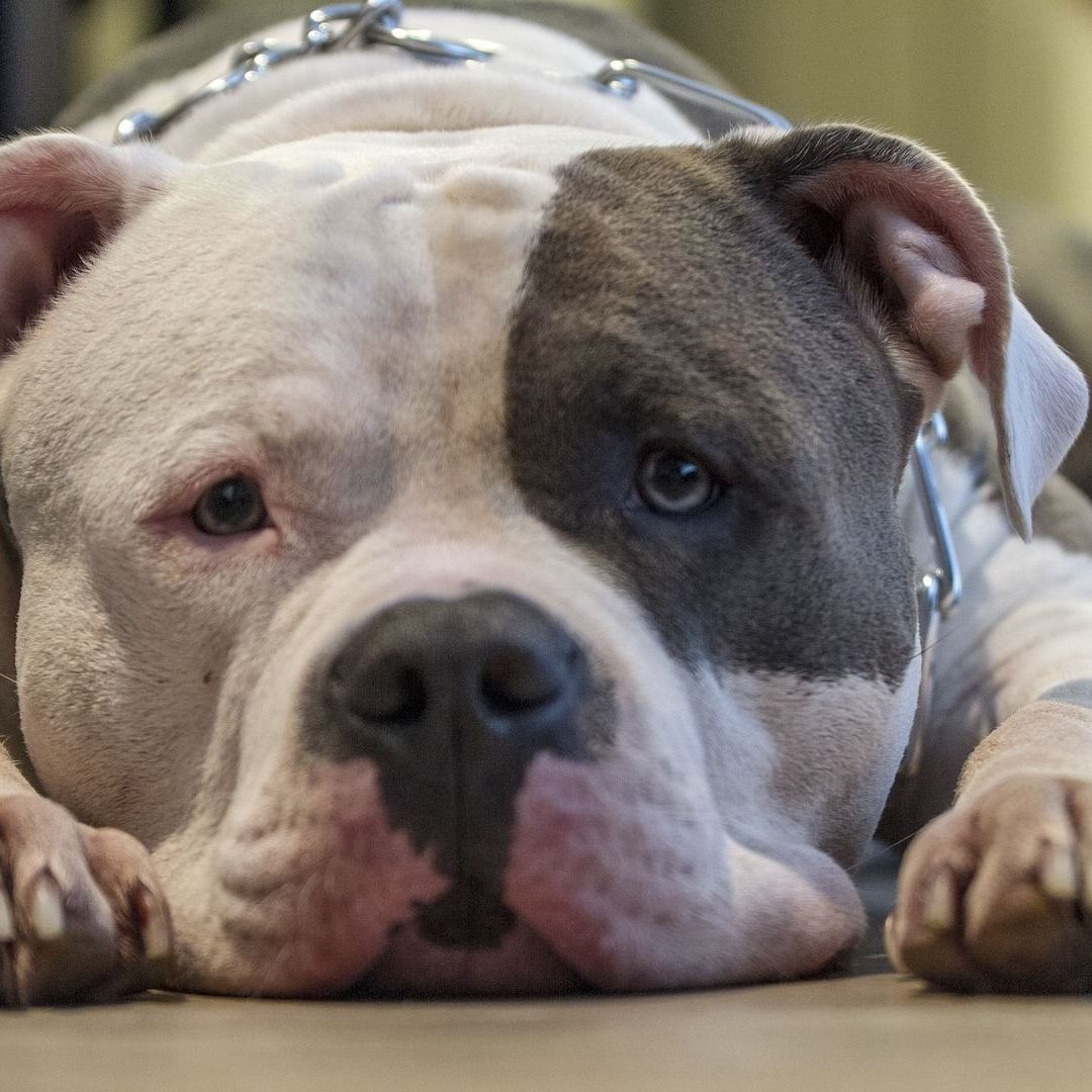 Bebé de 3 Meses Muere Tras Ser Atacado por Perros Pitbull