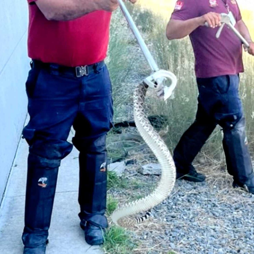Capturan Dos Serpientes en Distintos Puntos de Escobedo en Nuevo León