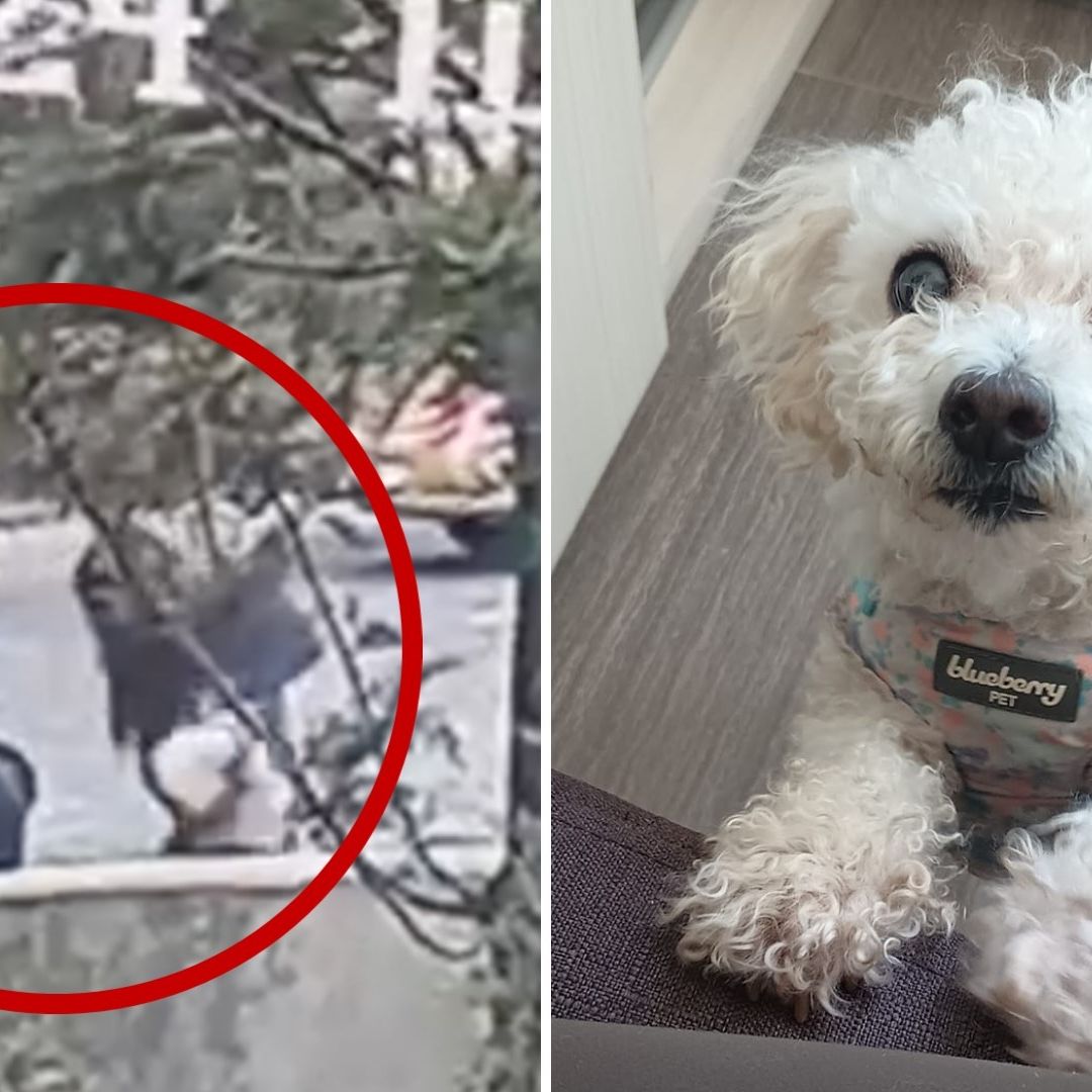 Perro mata a french poodle en el Parkview de Lomas de Angelópolis en Puebla.