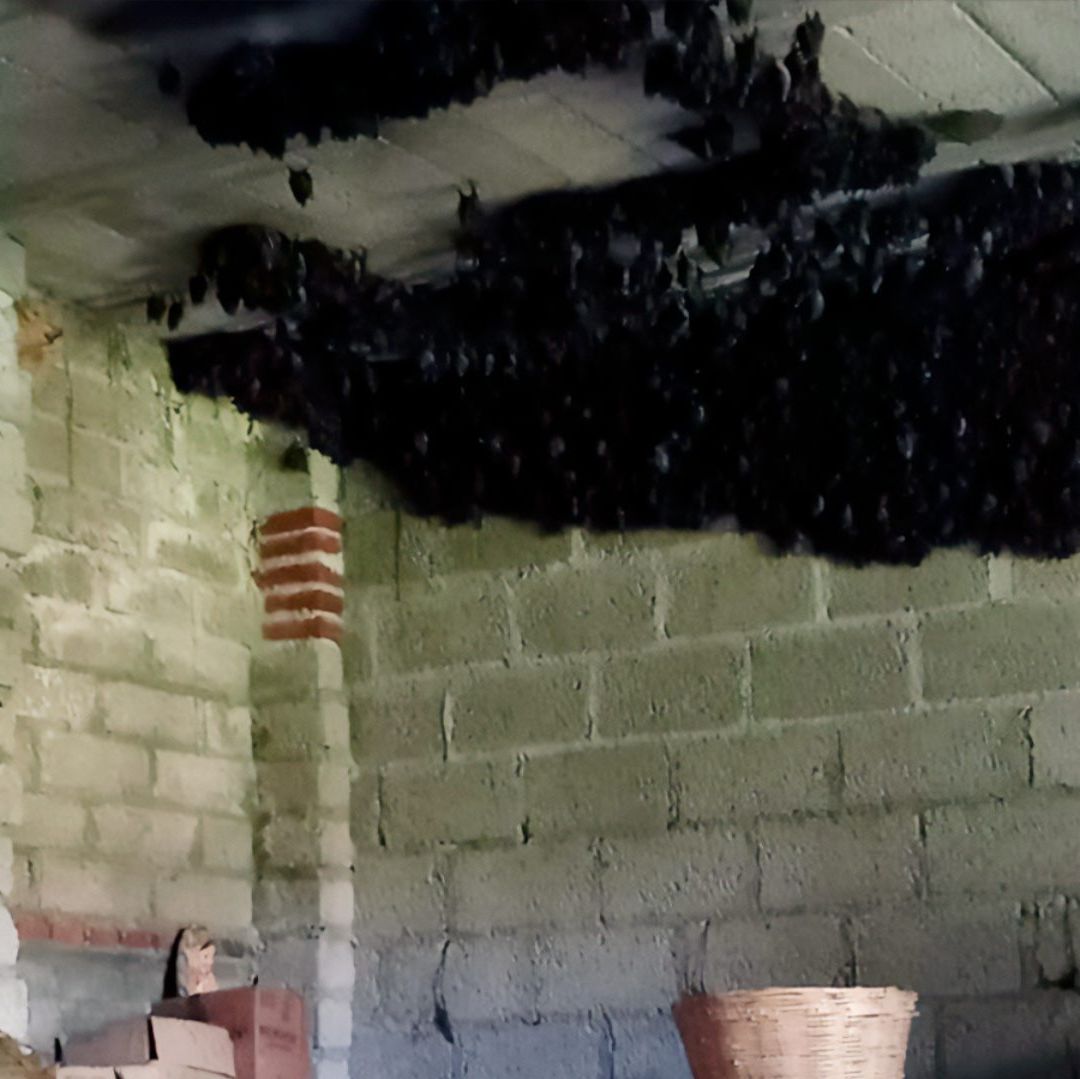 Miles de Murciélagos Anidaron en una Casa de Nativitas Tlaxcala para la Reproducción Profepa Interviene