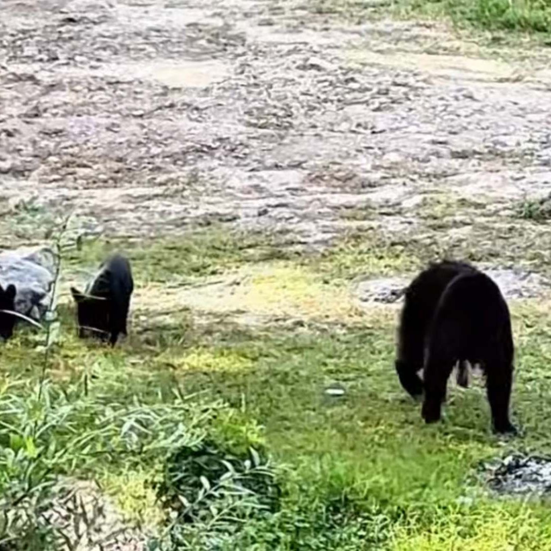 Osos en Bustamente
