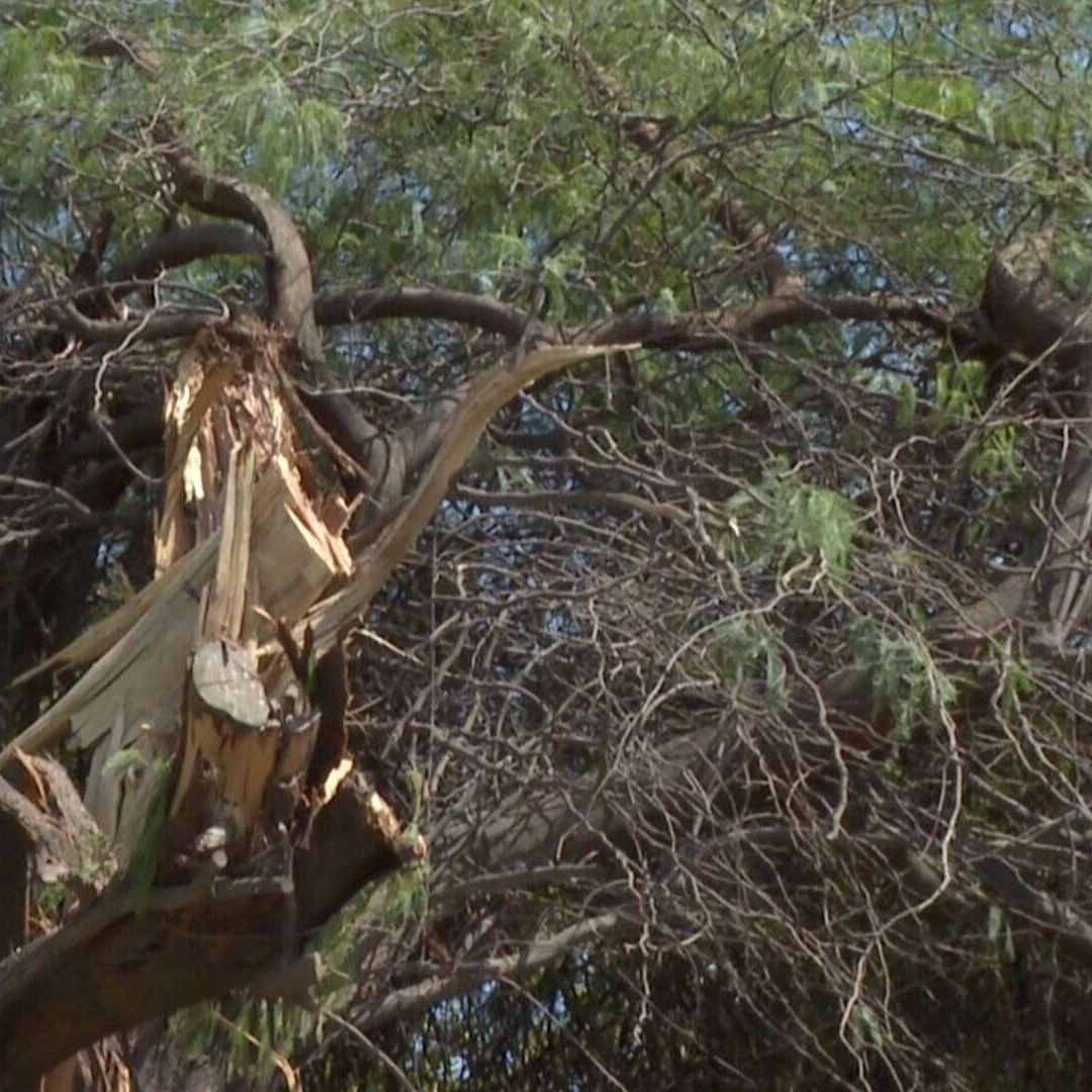 Rayo Derriba Árbol en Casa de una Abuelita de 70 Años en Hermosillo