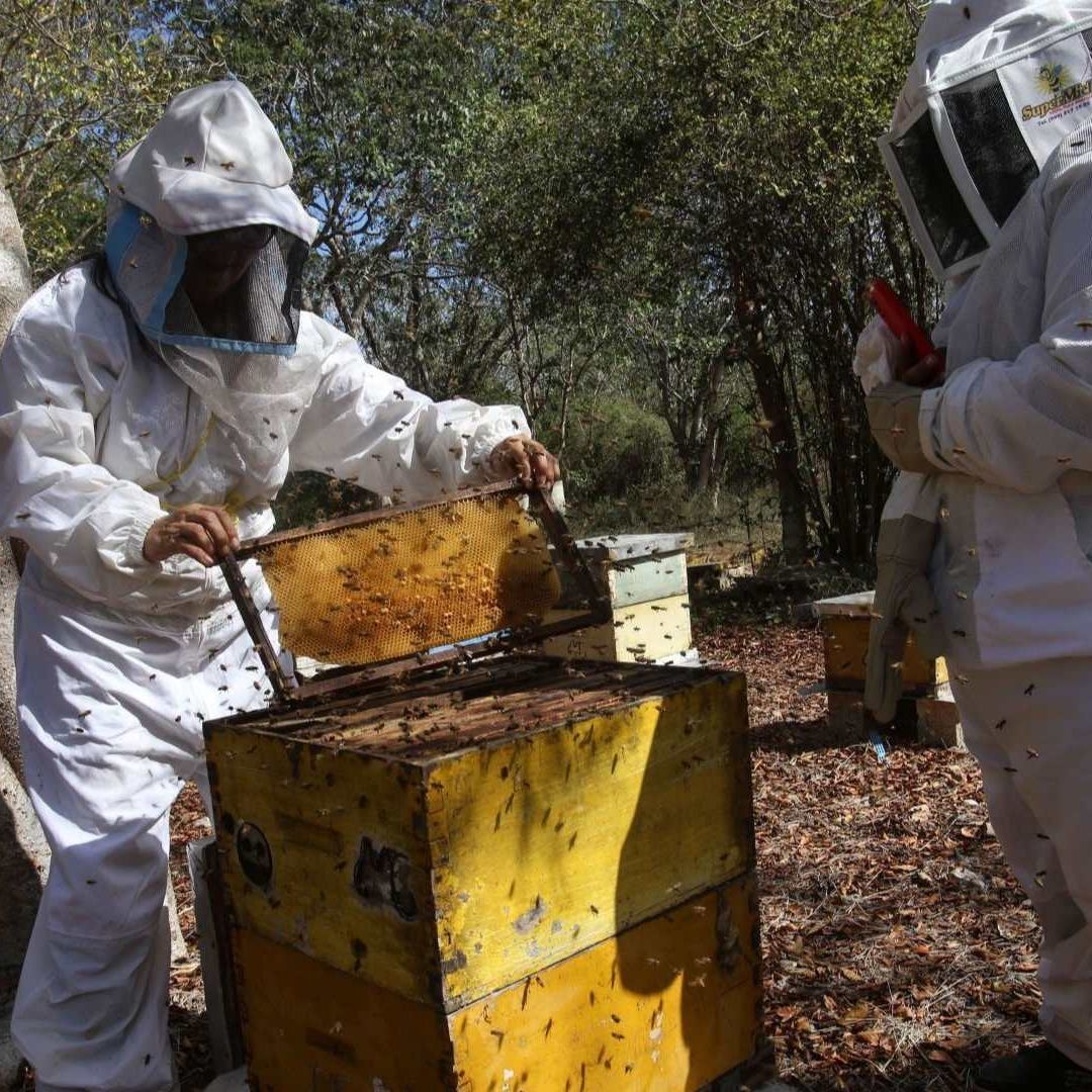 Apicultores de México en Riesgo por Ingreso de Miel Adulterada de China