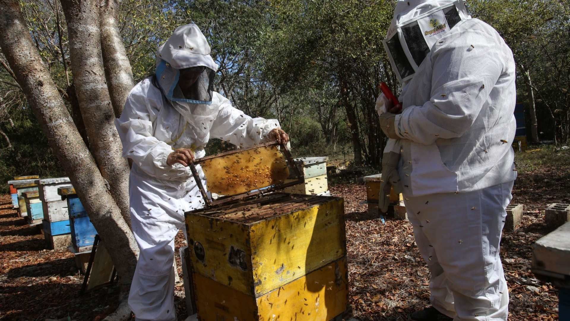 Apicultores de México en Riesgo por Ingreso de Miel Adulterada de China