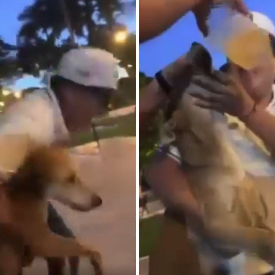 Captan a Jóvenes Emborrachando a Perrito en Yucatán
