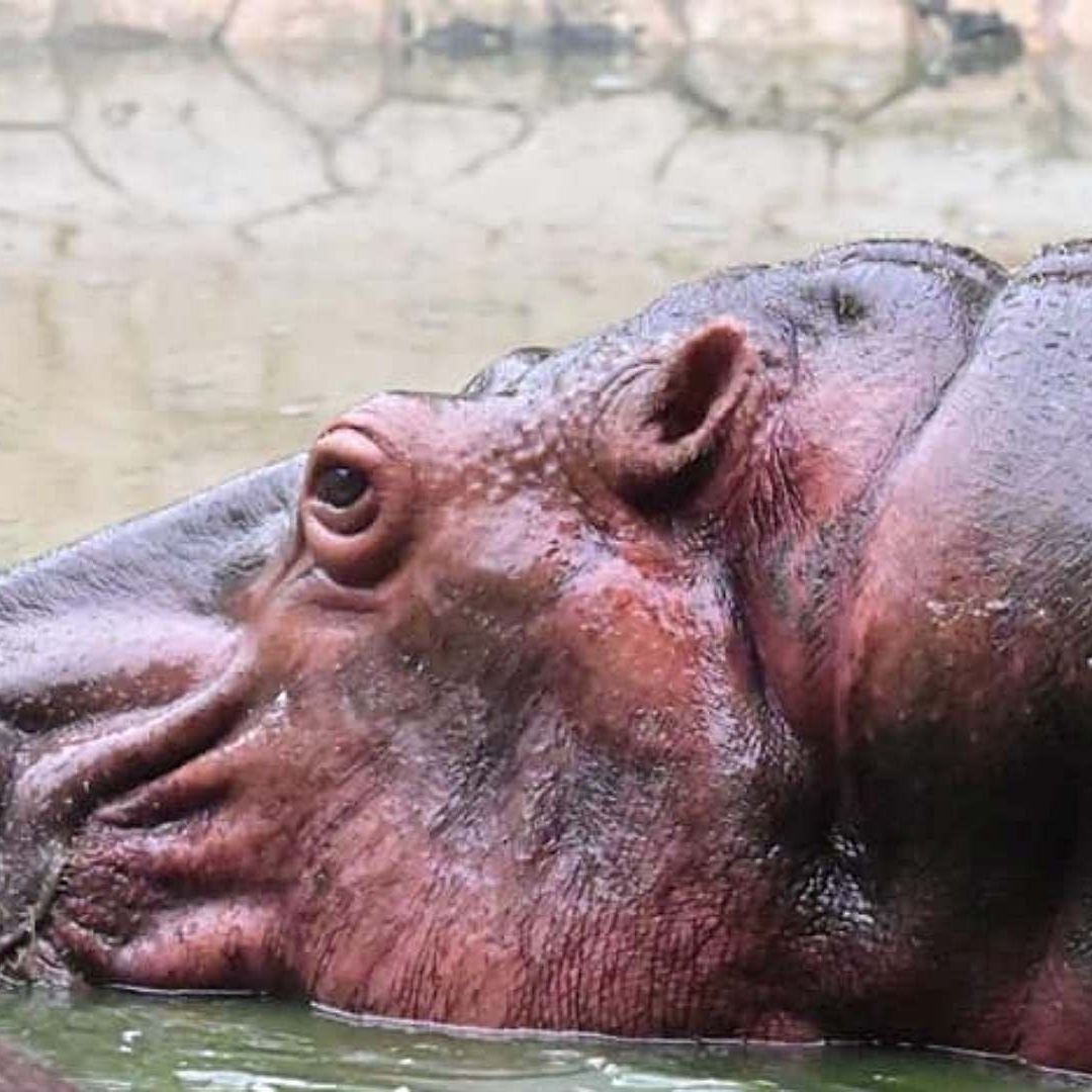 En el ecoparque habitan especies como hipopótamos, jaguares y monos