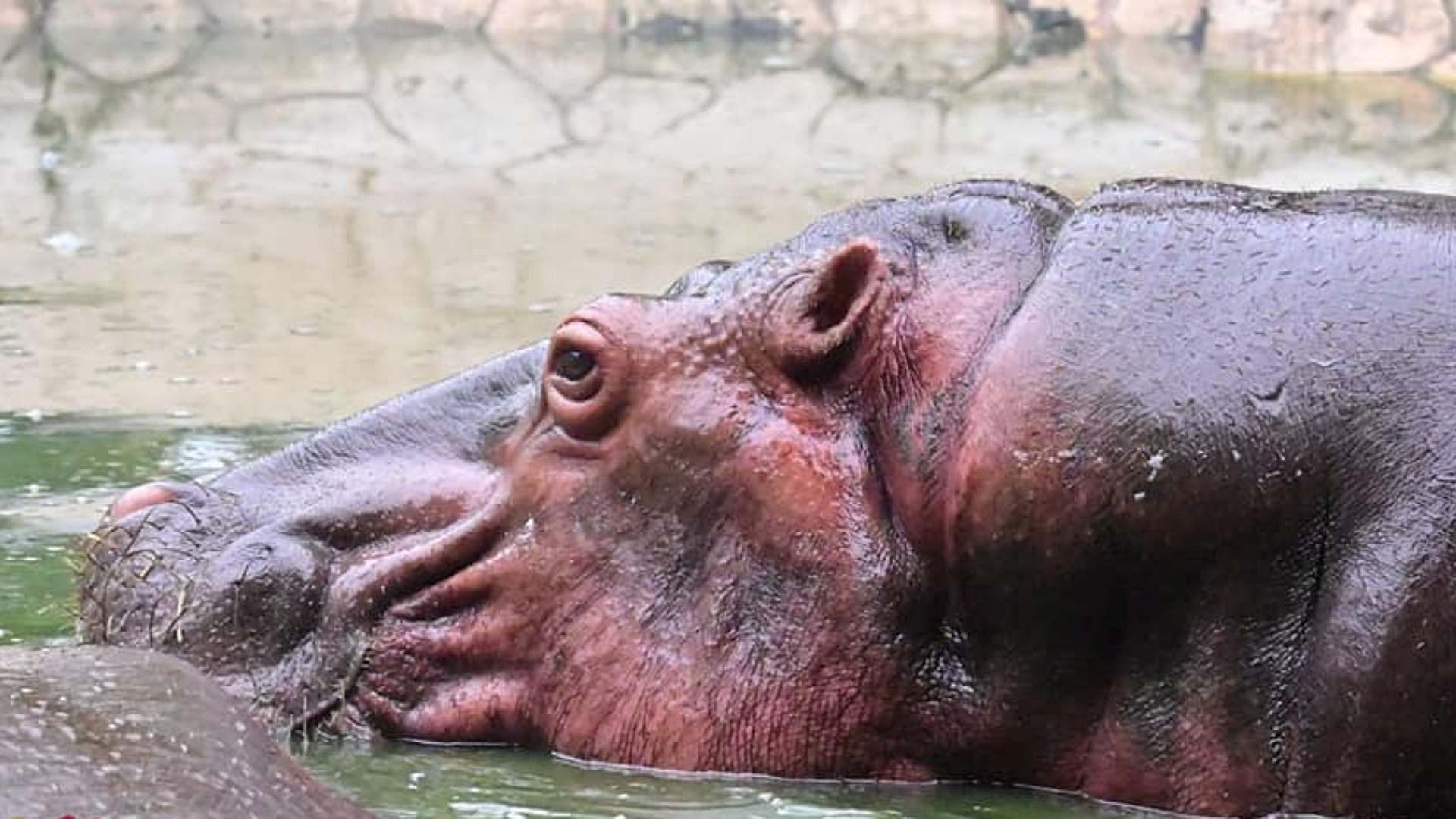 En el ecoparque habitan especies como hipopótamos, jaguares y monos