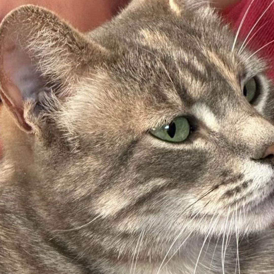 Hoy 8 de agosto se celebra el Día Internacional del Gato, aquí te damos los detalles
