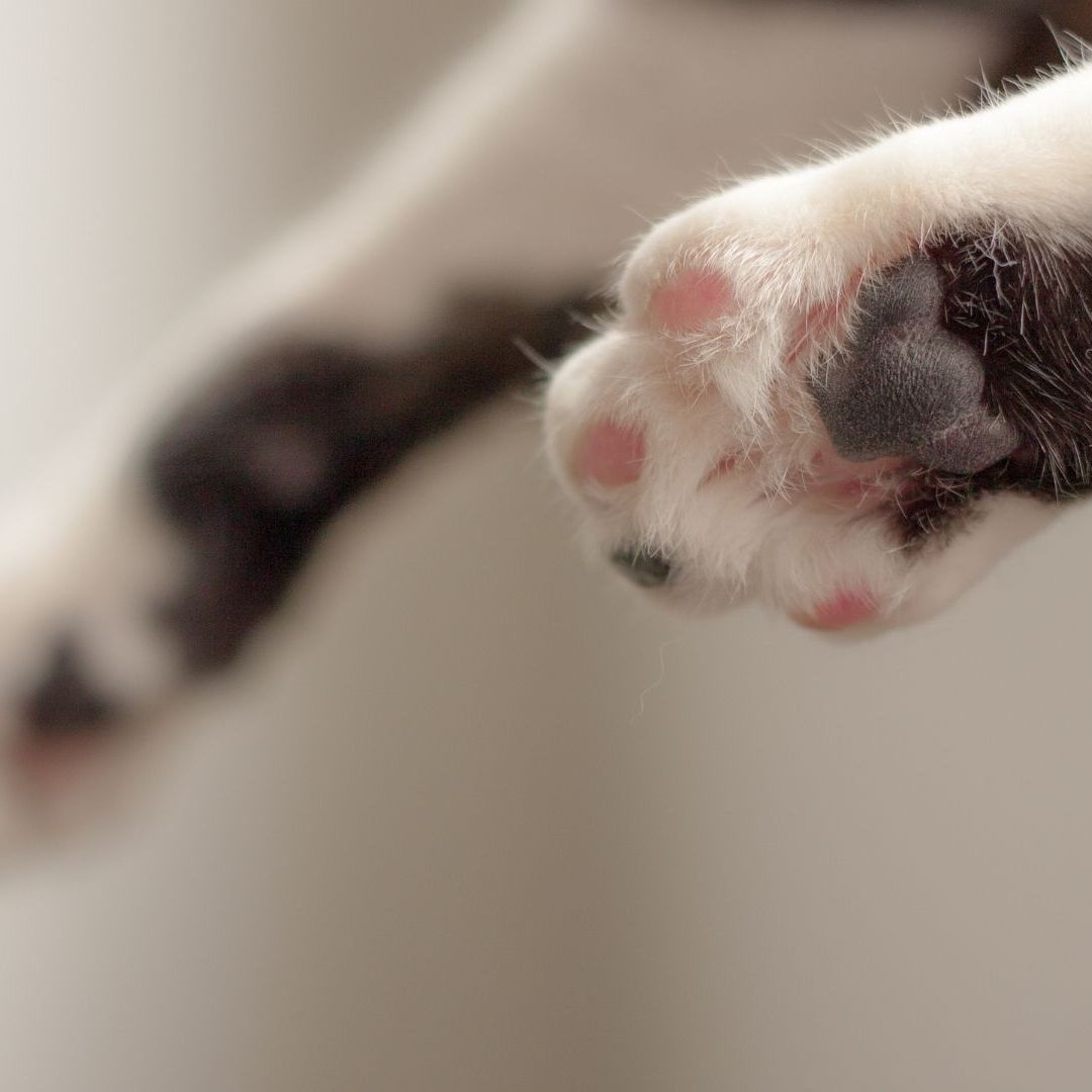 Ocho Gatitos Fueron Abandonados en una Caja en Chihuahua; Cinco Mueren por Insolación