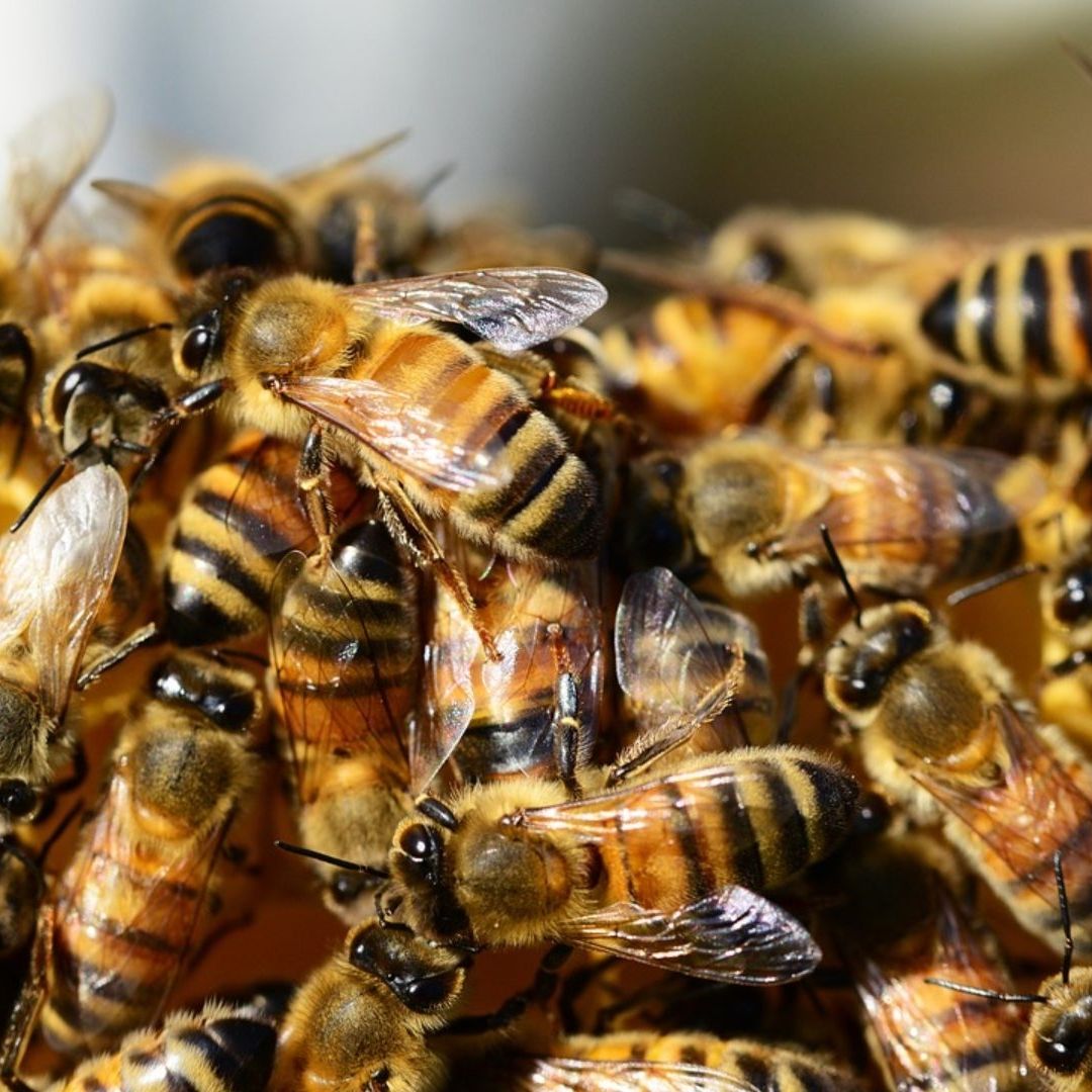 Enjambre de abejas ataca a habitantes de la Zacatecana