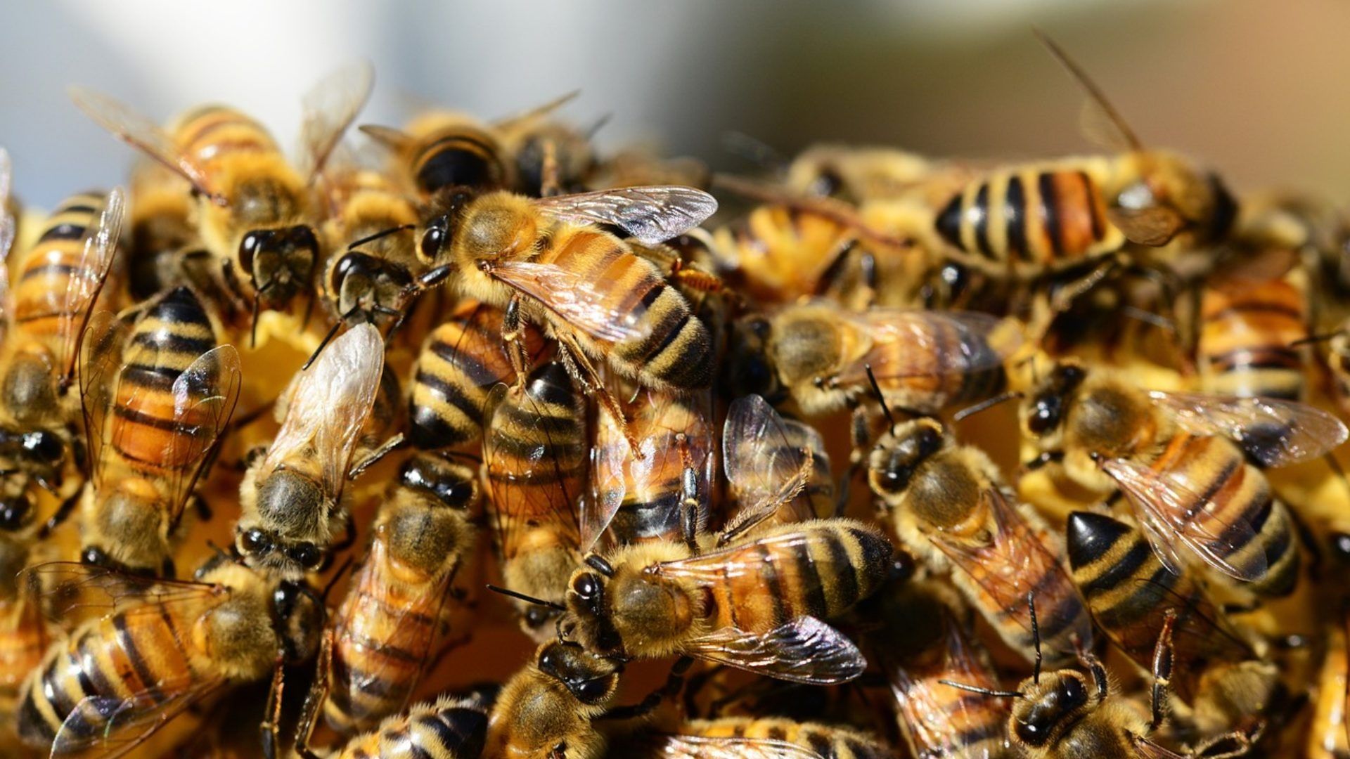 Enjambre de abejas ataca a habitantes de la Zacatecana