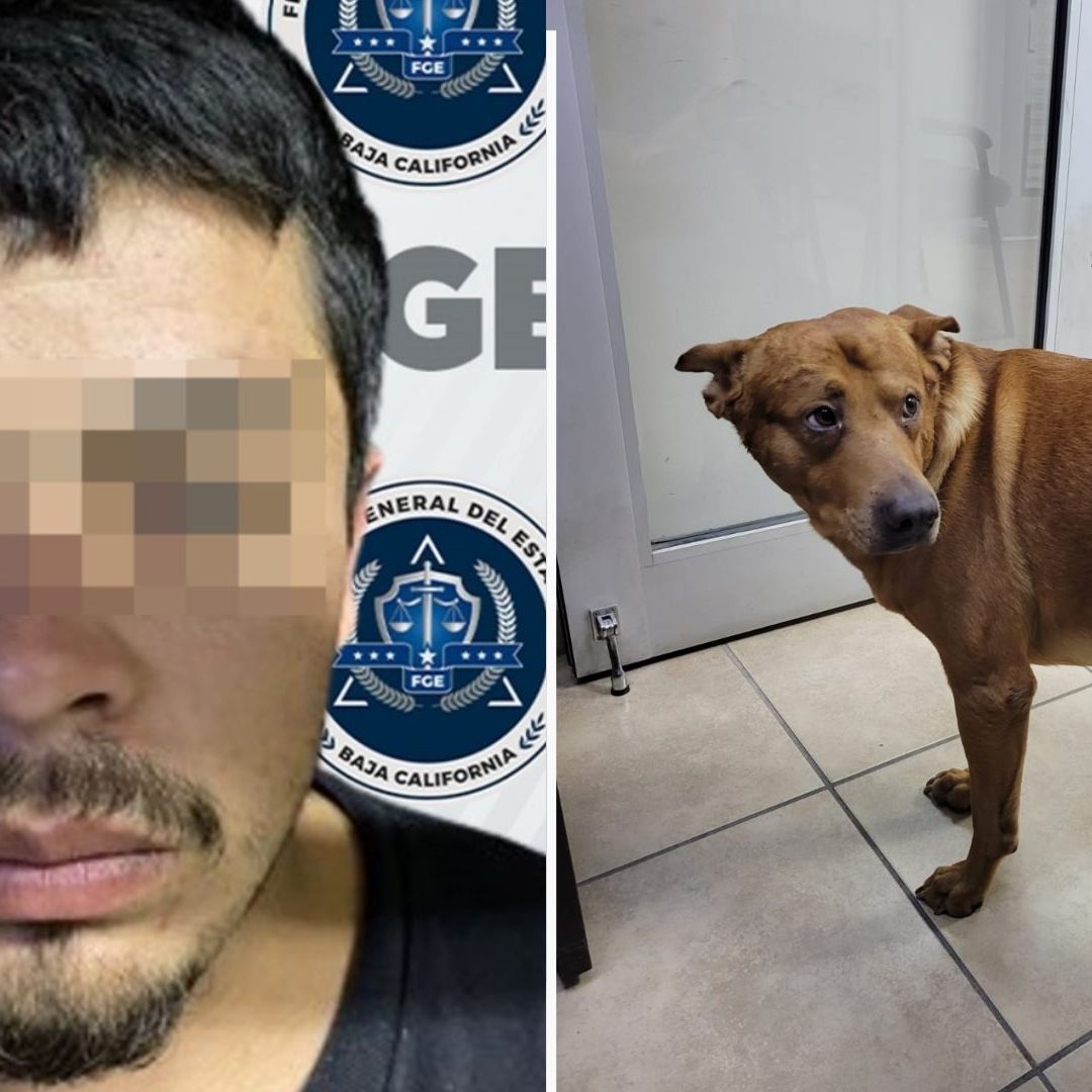 Hombre Intenta Matar a su Perro Porque en su Casa “Lo Atendían Mejor que Él”