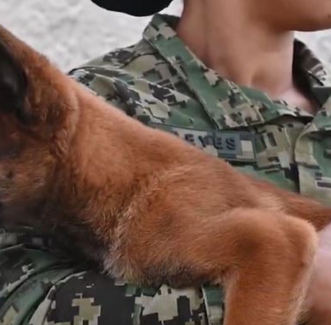 Camada FIFA: Semar Presenta a Perros que Formarán Parte de la Seguridad del Mundial 2026