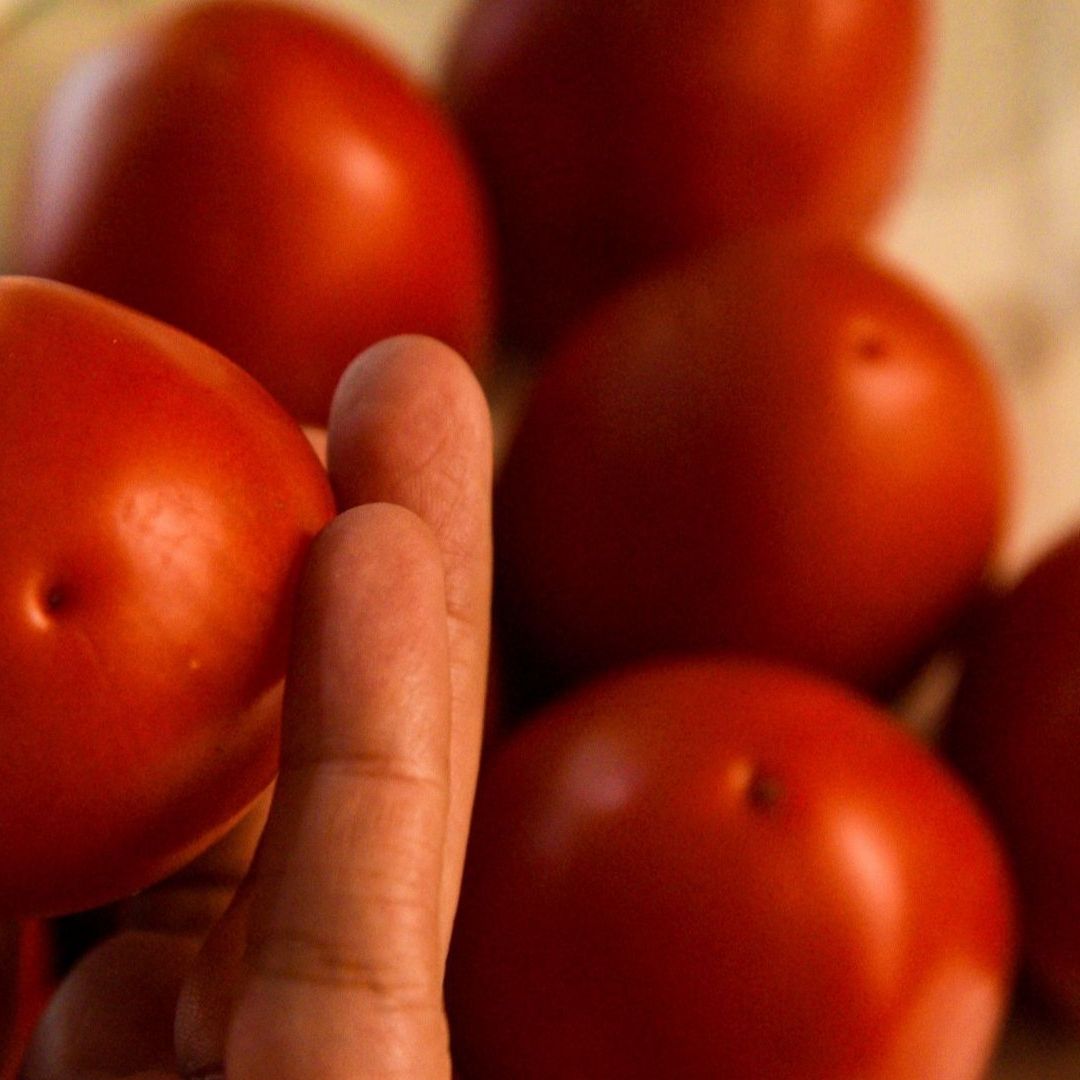 Fijan precios mínimos para tomate fresco mexicano