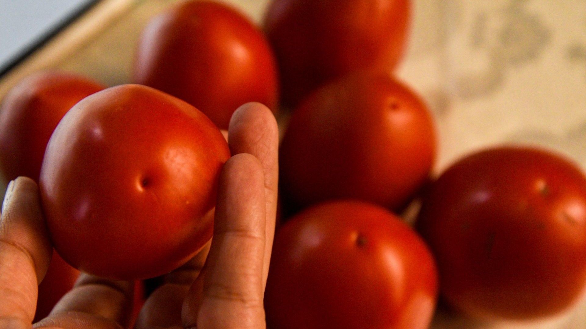Fijan precios mínimos para tomate fresco mexicano