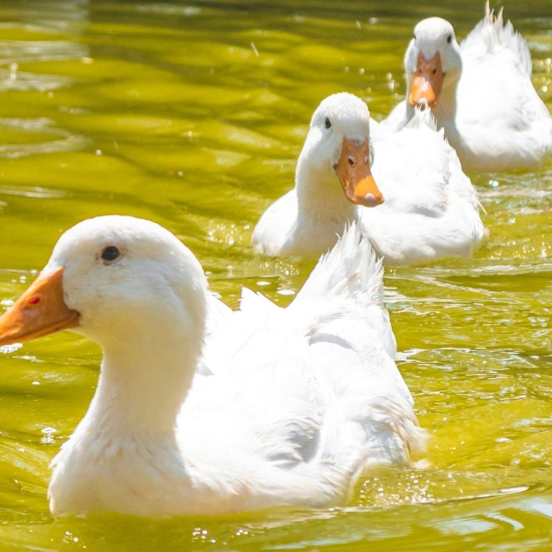 Niño de 2 Años Muere al Intentar Darle de Comer a los Patos de un Canal