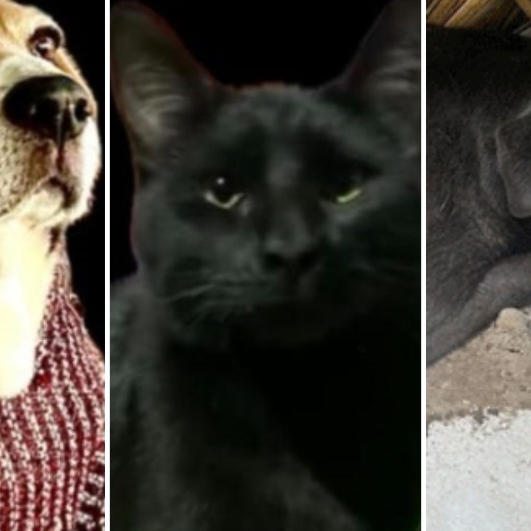 Video: Mueren Perros y Gatos Envenenados en Fraccionamiento Lomas del Valle, Puebla