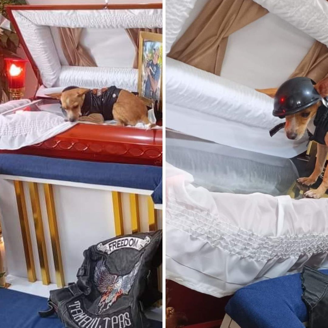 ¡Lo Despidió! Perrito Acude a Funeral de su Dueño que Murió en Accidente en Moto