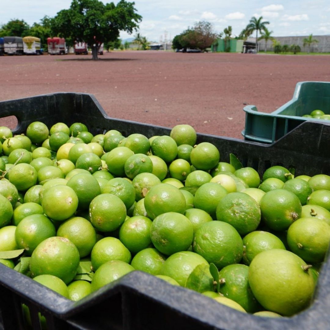 Productores de limón denunciaron que son extorsionados por Los Viagras, ya que les imponen una cuota
