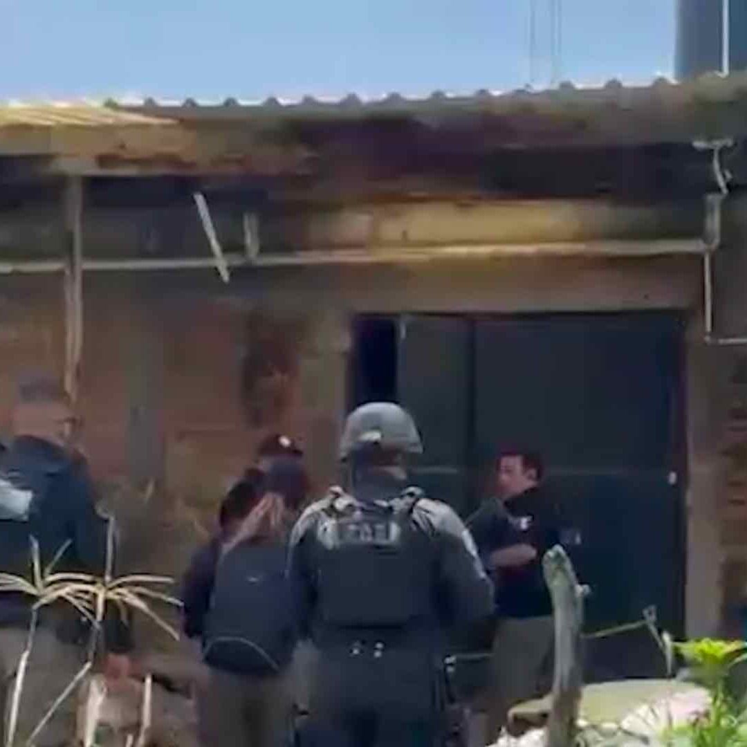 Aumentó el número de plantas de marihuana localizadas en rancho