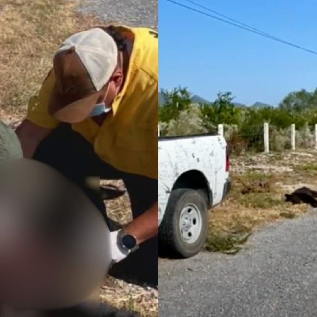 El oso atropellado quedó a un costado de la carretera donde fue revisado por rescatistas. Foto: N+