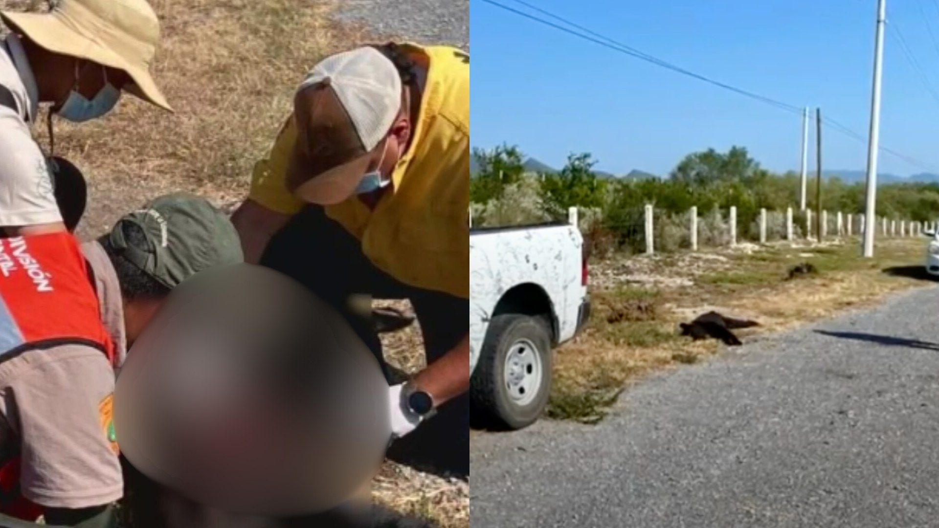 El oso atropellado quedó a un costado de la carretera donde fue revisado por rescatistas. Foto: N+